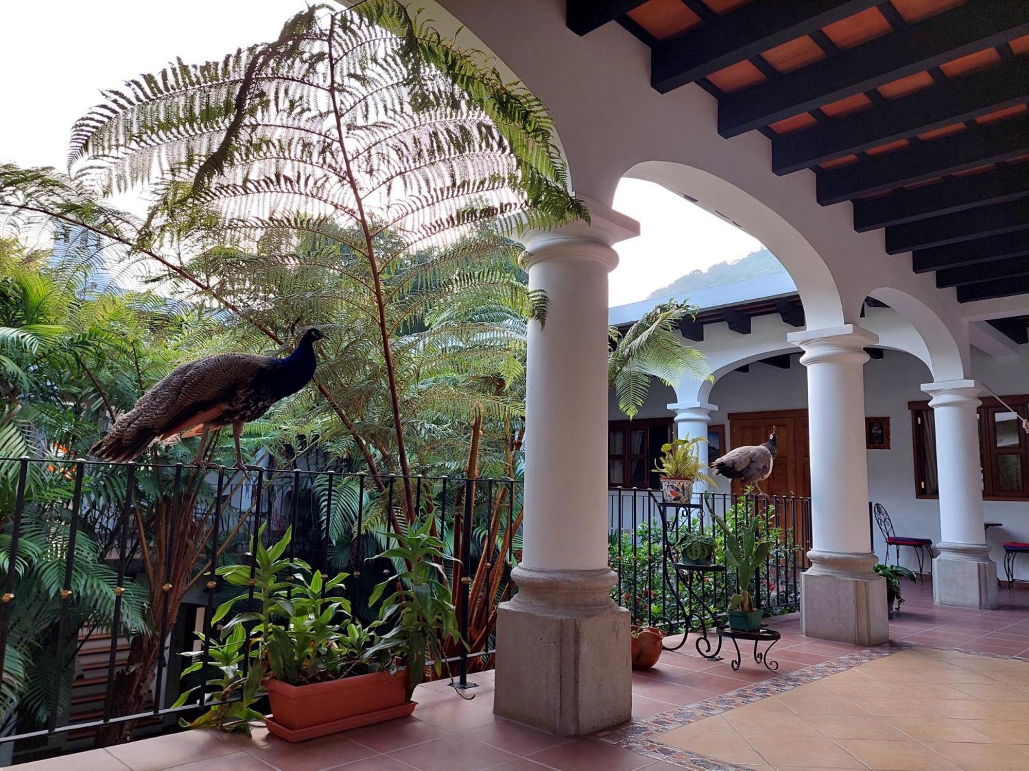 Hotel Y Jardines Casa Buho Antigua Dış mekan fotoğraf